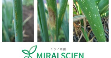 「ミライ菜園」、農家のリスク最小化へ前進！NEDOと内閣府共同、「SBIR推進プログラム」採択で農業DX進展