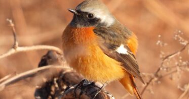 日本野鳥の会、バードウォッチングウィークでeBird投稿促進キャンペーン実施