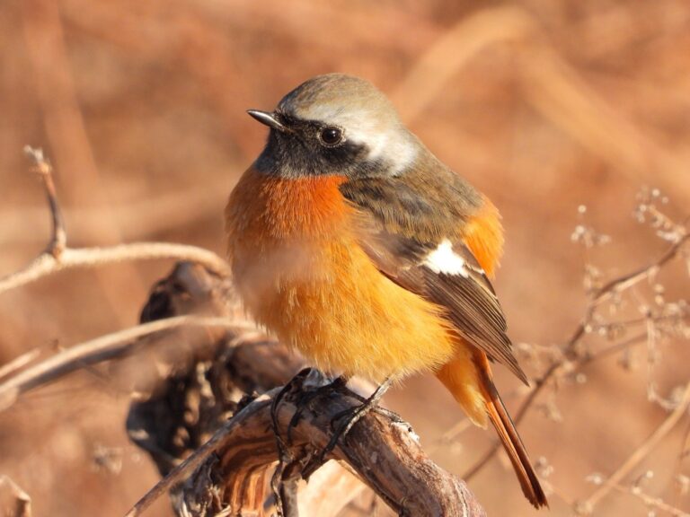 日本野鳥の会、バードウォッチングウィークでeBird投稿促進キャンペーン実施