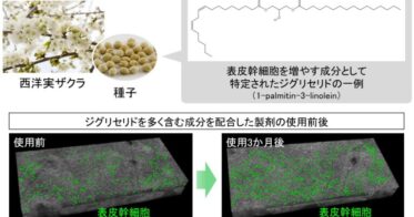 日本メナード化粧品、植物エキスの「ジグリセリド」が肌の幹細胞増加を確認