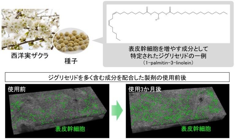 日本メナード化粧品、植物エキスの「ジグリセリド」が肌の幹細胞増加を確認