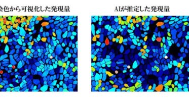 サイトロニクスとファンケル、AIによる細胞内タンパク質推定技術を開発