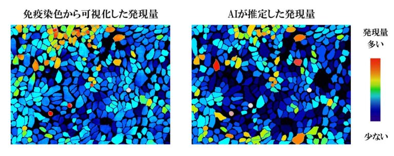 サイトロニクスとファンケル、AIによる細胞内タンパク質推定技術を開発