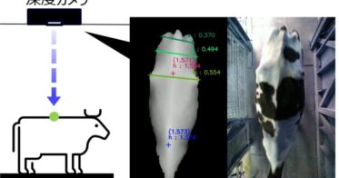 エプソンと長野県、深度カメラ活用の牛栄養評価システム開発