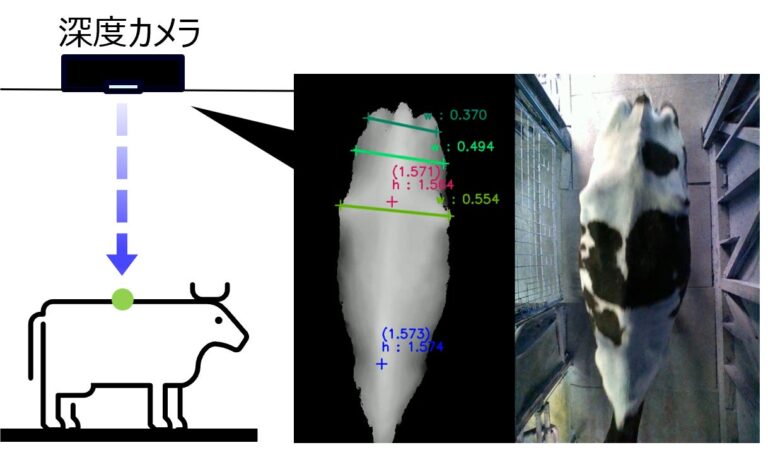 エプソンと長野県、深度カメラ活用の牛栄養評価システム開発